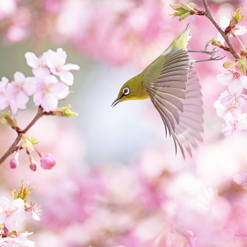 河津桜とメジロ 額装写真 A4判&2L判 (写真のみ2枚) 写真・グラフィック 
