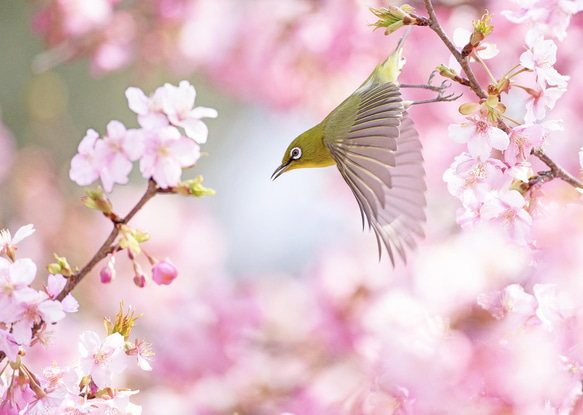 河津桜とメジロ 額装写真 A4判&2L判 (写真のみ2枚) 1枚目の画像