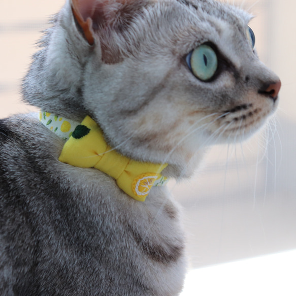 爽やかレモン刺繍の首輪　猫さん犬さん 3枚目の画像