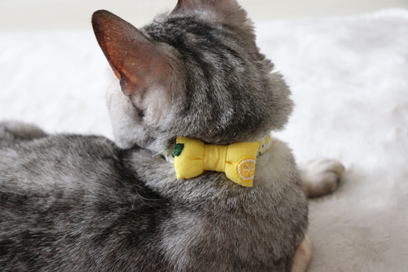 爽やかレモン刺繍の首輪　猫さん犬さん 9枚目の画像