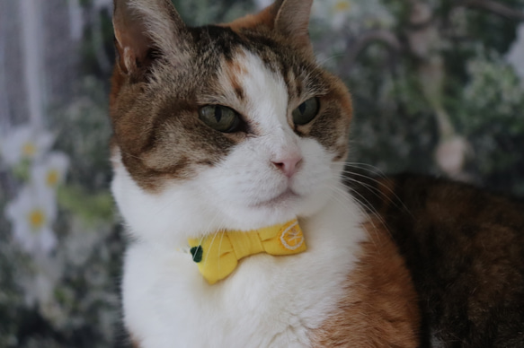 爽やかレモン刺繍の首輪　猫さん犬さん 8枚目の画像