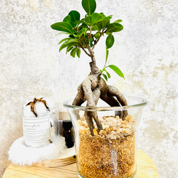 再販 美形樹 ガジュマル バイオチップ 虫がわかない 清潔 匂わない ハイドロカルチャー エコスギ使用 観葉植物 室内 1枚目の画像