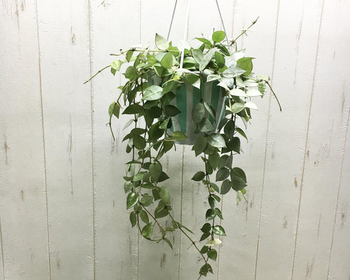 花芽株！ ホヤ クローニアナシルバー 吊り鉢 その他インテリア