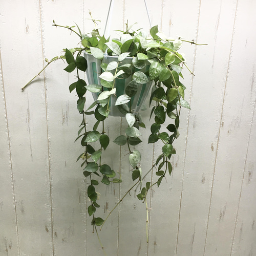 花芽株! ホヤ クローニアナシルバー 吊り鉢 その他インテリア 花芽株! ホヤ クローニアナシルバー 吊り鉢 その他インテリア