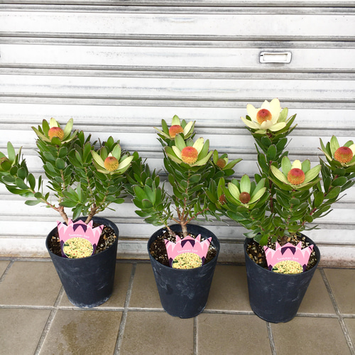 つぼみ多数♡ リュウカデンドロン サマーサン その他インテリア雑貨