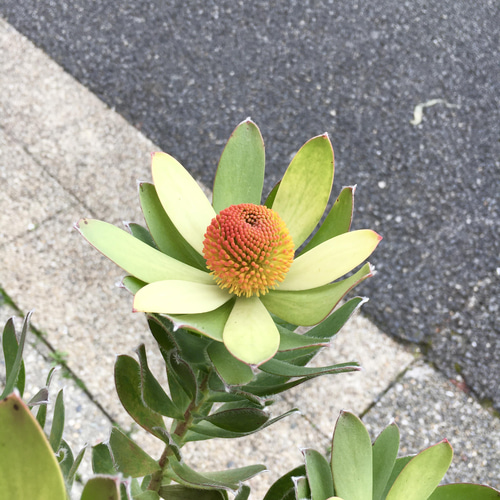 【SALE】リューカデンドロン⋆︎*シックなハーフリース♪ミモザ蕾⑅︎ リューカデンドロン【サファリサンセット】 | 日本ライン花木センター