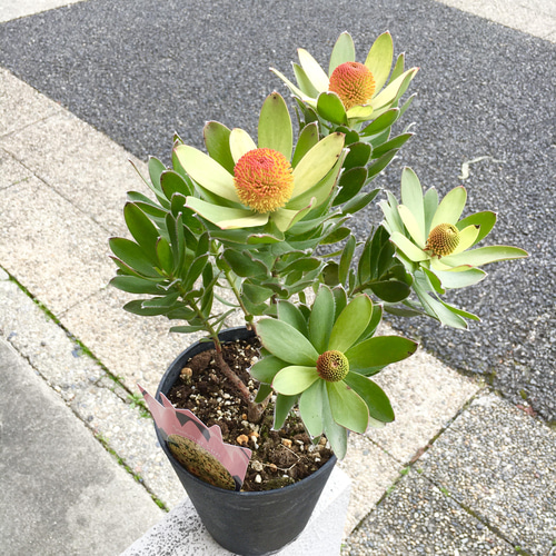 つぼみ多数♡ リュウカデンドロン サマーサン その他インテリア雑貨