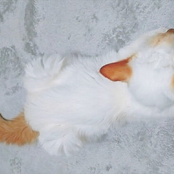 【飛び猫のバルーンスリーブプルオーバー】 10枚目の画像