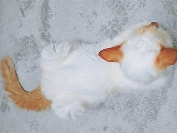 【飛び猫のバルーンスリーブプルオーバー】 10枚目の画像