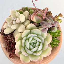 多肉植物＊シュウレン(根付き)、斑入りマネーメーカー入り♡＊気まぐれ