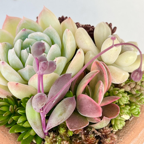 多肉植物＊シュウレン(根付き)、斑入りマネーメーカー入り♡＊気まぐれ