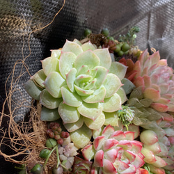 多肉植物　★寄せ植え　このまま発送 6枚目の画像