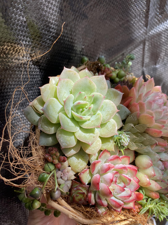 多肉植物　★寄せ植え　このまま発送 6枚目の画像