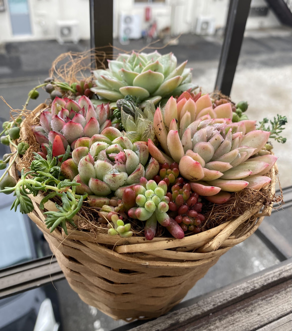 多肉植物　★寄せ植え　このまま発送 8枚目の画像