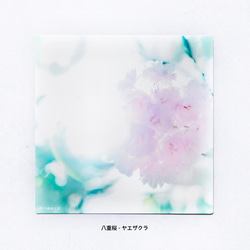 野花のしかくいポストカード - 選べる4枚セット（コスモス・モクレン・キクモモ・乙女椿）｜木蓮・ツバキ・写真・正方形 10枚目の画像