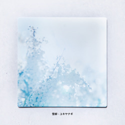 野花のしかくいポストカード - 選べる4枚セット（コスモス・モクレン・キクモモ・乙女椿）｜木蓮・ツバキ・写真・正方形 11枚目の画像