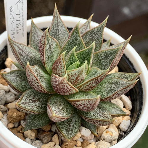 Top【選抜株】多肉植物　265296パーパソルム　12個　鉢無し/脱土 レア品種！☆パープソルム（長葉タイプ） 多肉植物 自家栽培 国産 多肉