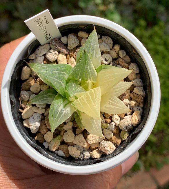 レア品種！★マグニフィカ錦 多肉植物 自家栽培 国産 10枚目の画像