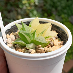 レア品種！★マグニフィカ錦 多肉植物 自家栽培 国産 8枚目の画像