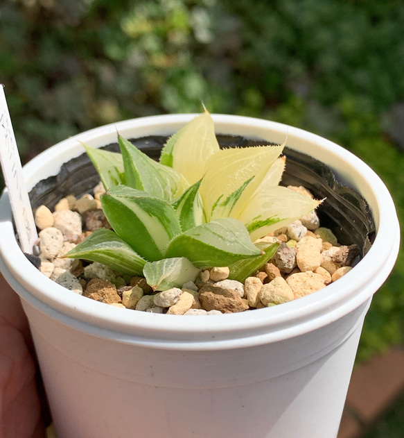 レア品種！★マグニフィカ錦 多肉植物 自家栽培 国産 8枚目の画像