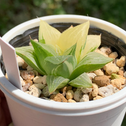 レア品種！★マグニフィカ錦 多肉植物 自家栽培 国産 5枚目の画像