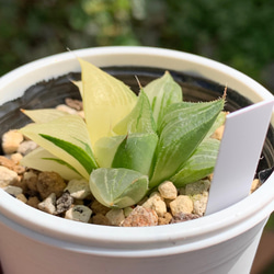 レア品種！★マグニフィカ錦 多肉植物 自家栽培 国産 6枚目の画像