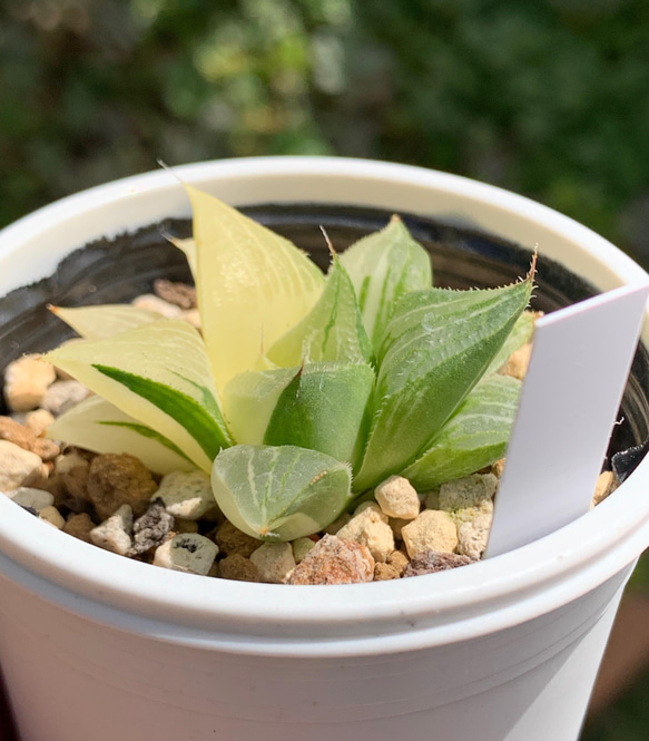 レア品種！★マグニフィカ錦 多肉植物 自家栽培 国産 6枚目の画像