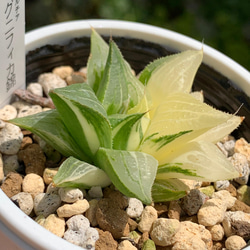 レア品種！★マグニフィカ錦 多肉植物 自家栽培 国産 2枚目の画像