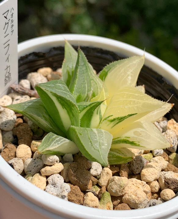 レア品種！★マグニフィカ錦 多肉植物 自家栽培 国産 2枚目の画像