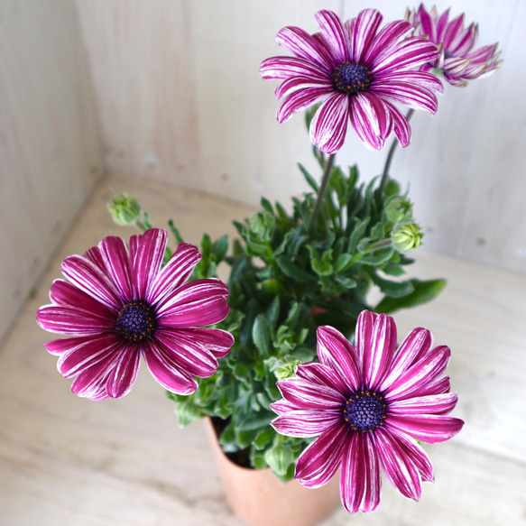 NAO 百合５種40球 NAO様専用 百合5種40球 【公式通販】