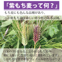 紫もち麦 国産 無農薬 雑穀  殻付き玄麦タイプ(固め)500g　古澤さんの特別栽培品 6枚目の画像