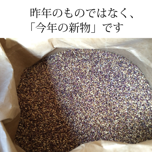 紫もち麦 国産 無農薬 雑穀  殻付き玄麦タイプ(固め)500g　古澤さんの特別栽培品 10枚目の画像