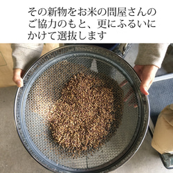 紫もち麦 国産 無農薬 雑穀  殻付き玄麦タイプ(固め)500g　古澤さんの特別栽培品 11枚目の画像