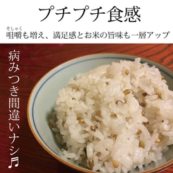 紫もち麦 国産 無農薬 雑穀  殻付き玄麦タイプ(固め)500g　古澤さんの特別栽培品 4枚目の画像