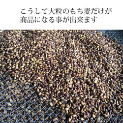 紫もち麦 国産 無農薬 雑穀  殻付き玄麦タイプ(固め)500g　古澤さんの特別栽培品 12枚目の画像