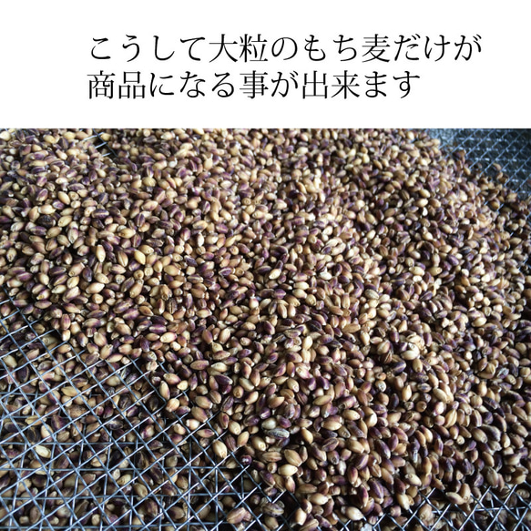 紫もち麦 国産 無農薬 雑穀  殻付き玄麦タイプ(固め)500g　古澤さんの特別栽培品 12枚目の画像