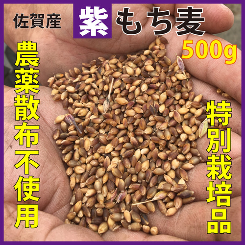 紫もち麦 国産 農薬散布不使用 雑穀 殻付き玄麦タイプ(固め)500g 特別