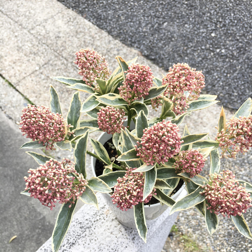 株立ち！ 斑入り スキミア マジックマルロー / MAGIC MARLOT その他