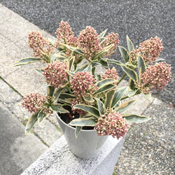 レア！スキミア斑入り　マジックマルロー　4株セット 斑入りスキミア『マジックマルロー』 | すべての商品 | | Junk sweet