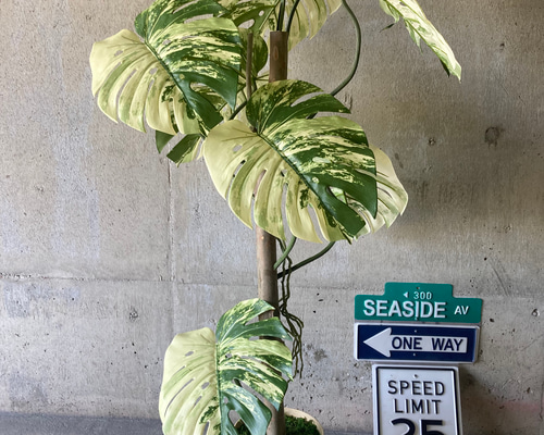 光触媒　人工観葉植物　ウォールグリーン　造花　インテ　シーグレープとモンステラ