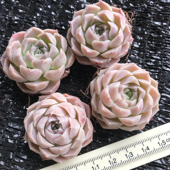 新入荷　レア新品種　桜クリーム大福　抜き苗　3.5cm 1苗1999円 2枚目の画像