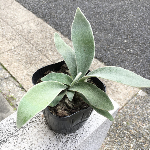 コウモリラン ビカクシダ ビーチー (Platycerium veitchii