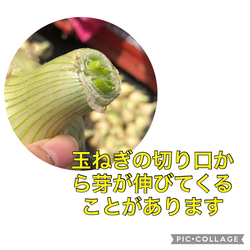 【淡路島産 新玉ねぎ】 ５kg 淡路島 5枚目の画像
