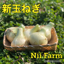 【淡路島産 新玉ねぎ】 ５kg 淡路島 1枚目の画像