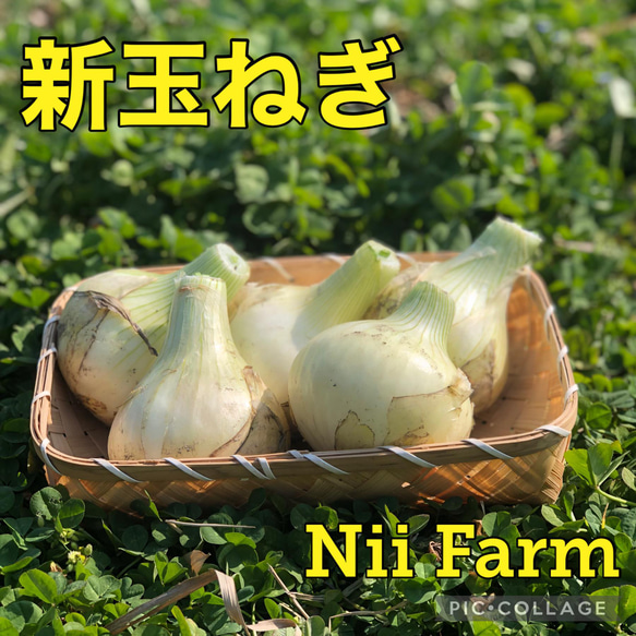 【淡路島産 新玉ねぎ】 ５kg 淡路島 1枚目の画像