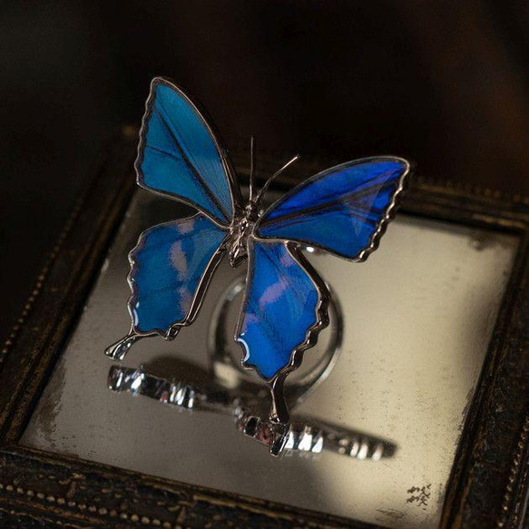 本物の蝶の羽　蝶リング　キプリスモルフォ　[zps002r-cyp] 2枚目の画像