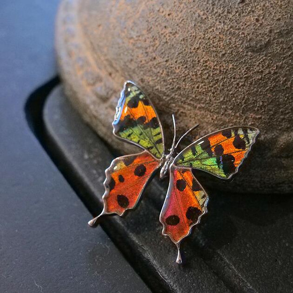 本物の蝶の羽　蝶ブローチ兼ペンダント　ニシキオオツバメガ　[zps025r-tubame] 3枚目の画像