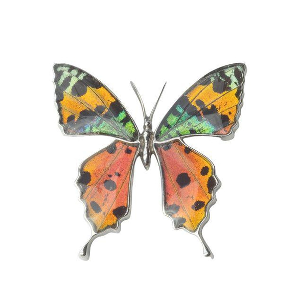 本物の蝶の羽　蝶ブローチ兼ペンダント　ニシキオオツバメガ　[zps025r-tubame] 1枚目の画像