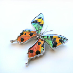 本物の蝶の羽　蝶ブローチ兼ペンダント　ニシキオオツバメガ　[zps025r-tubame] 2枚目の画像