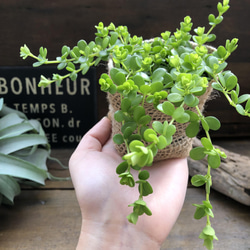 デピーナ♡ペペロミア♡観葉植物♡ガーデニング 9枚目の画像